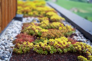 yellow blooming sedum roof garden on a hotel roof in the mountains